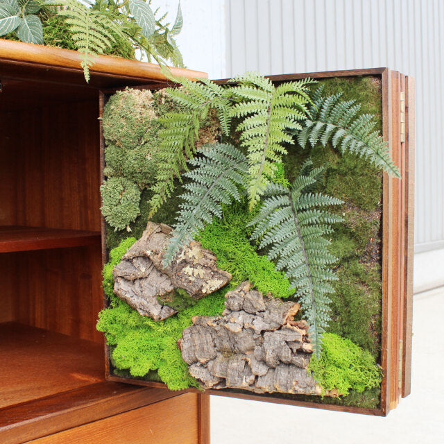 Open teak vintage mid-century British sideboard door featuring a built-in Danish-style green Banyan fern and moss planter.