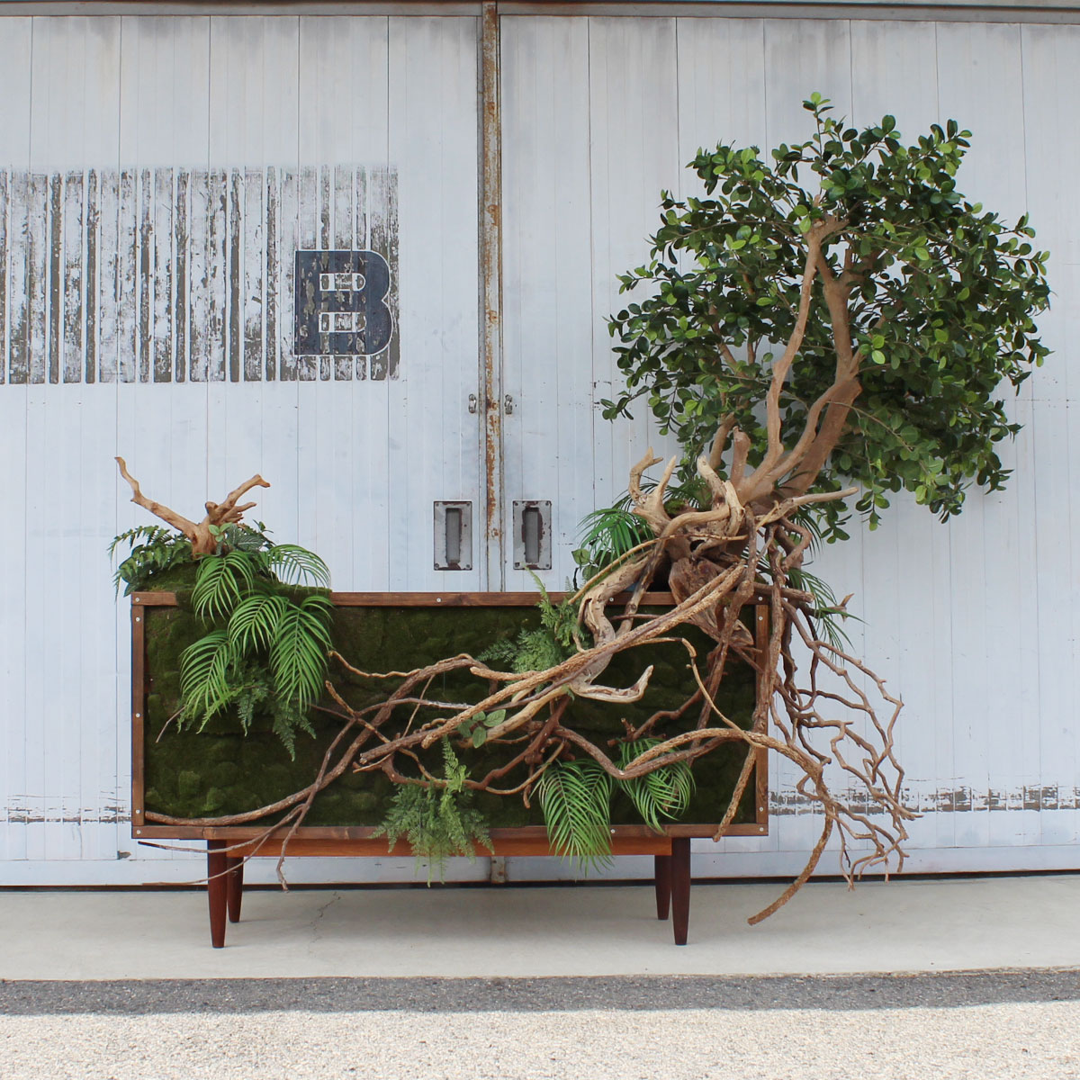 ヴィンテージ家具とガジュマル