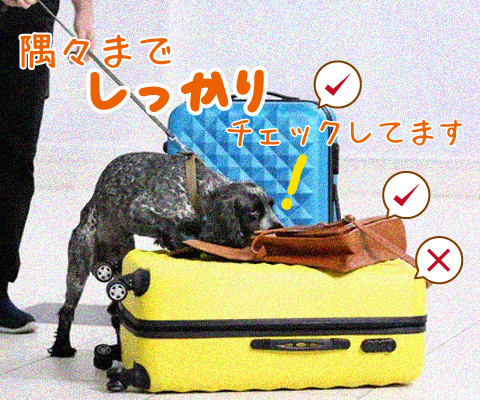 メンテナンス　匂い犬